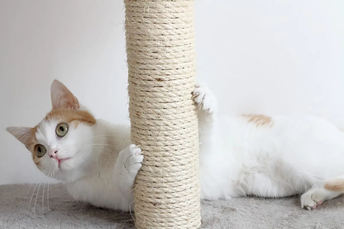 Hari Kucing Sedunia, Siasat Cerdas Memelihara Hewan Peliharaan dengan Bertanggung Jawab