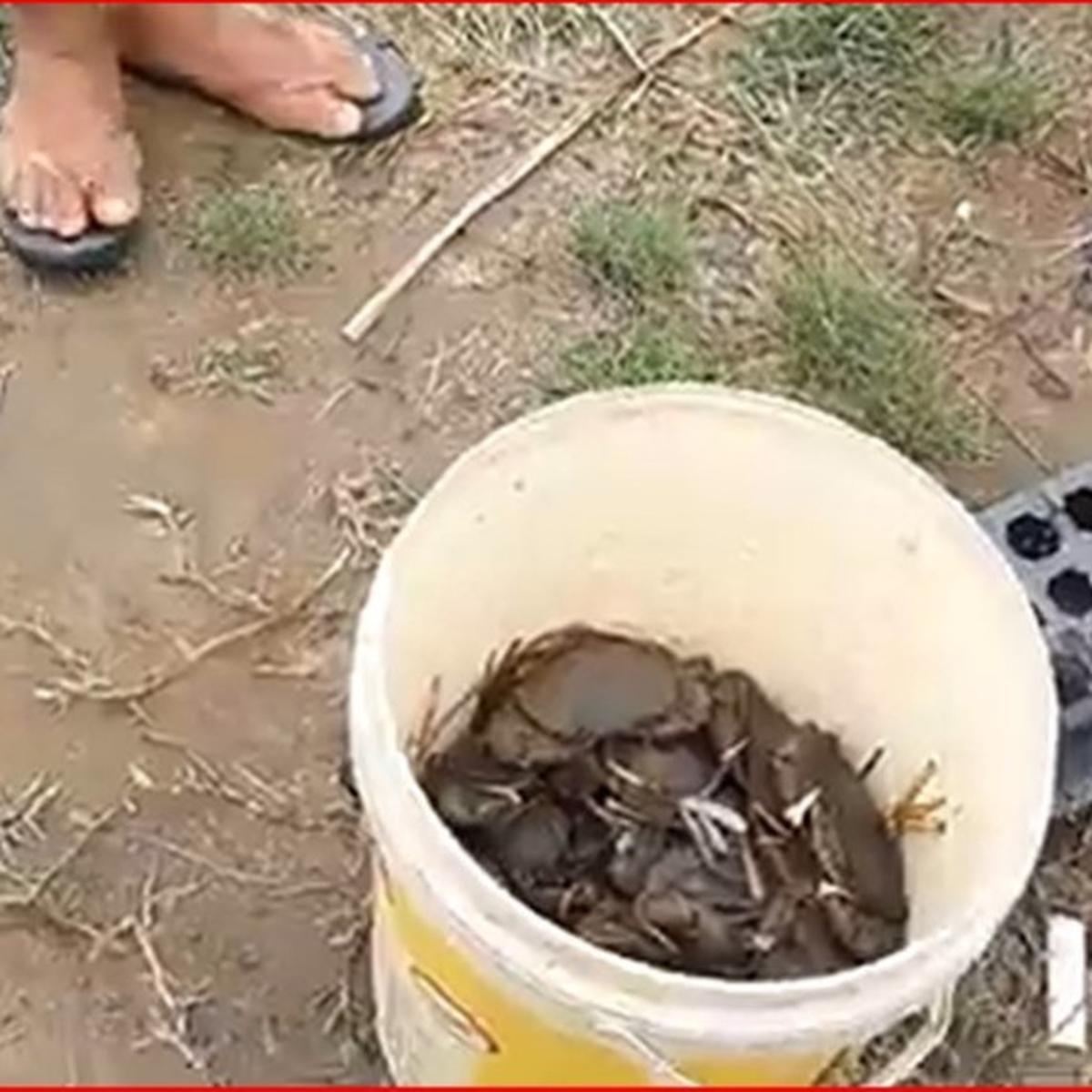 Kampung Kepiting Kutawaru