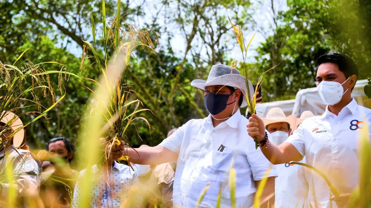 Menteri Koordinator Bidang Perekonomian Airlangga Hartarto menyaksikan panen perdana Padi Gogo di  Proyek Penelitian PT Huma Indah Mekar (HIM) di Kabupaten Tulang Bawang Barat, Provinsi Lampung. (Dok Kemenko Perekonomian)
