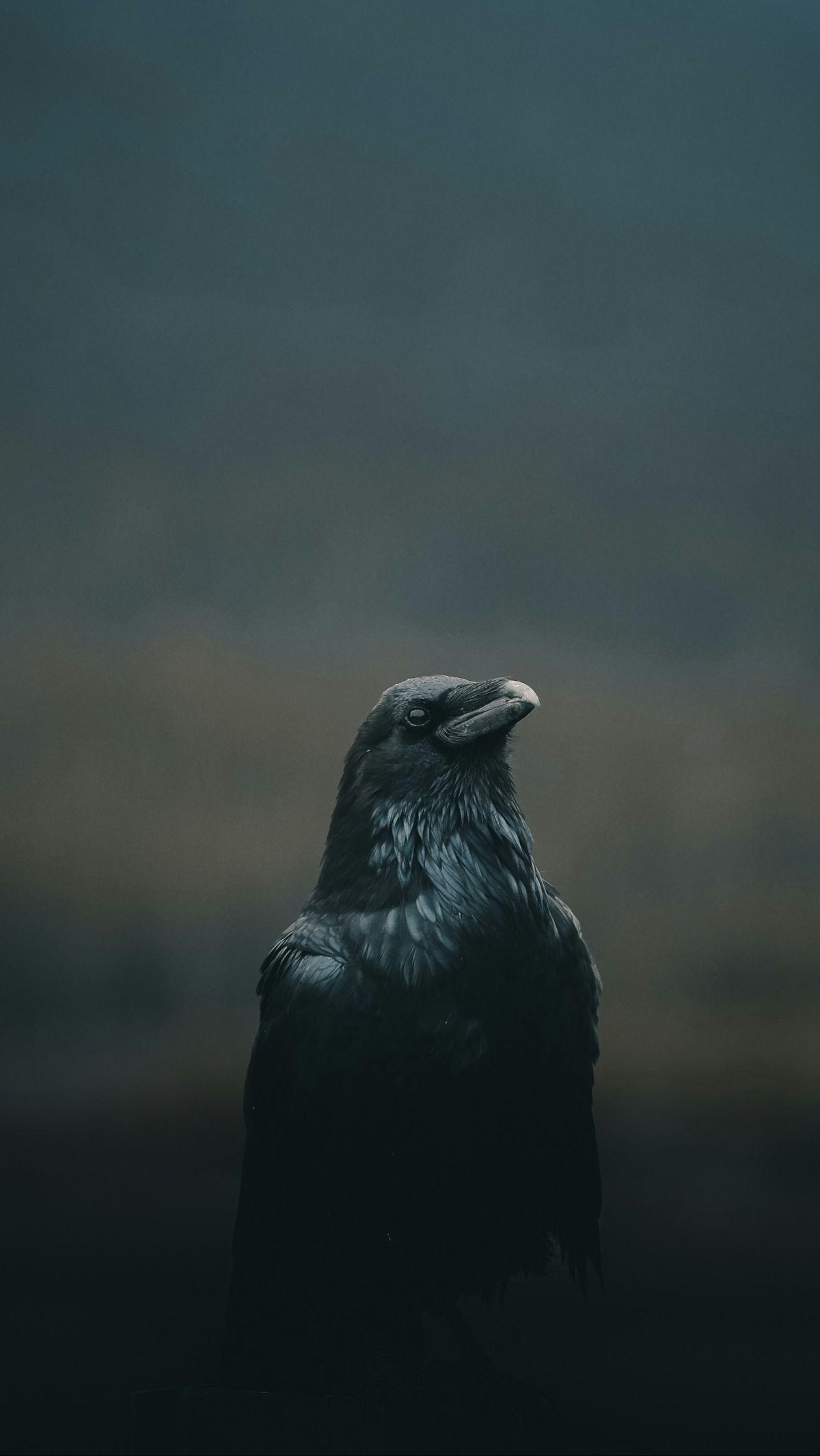 Di antara hewan-hewan yang sering dihubungkan dengan mitos dan kepercayaan, burung gagak memegang peran khusus di banyak budaya di seluruh dunia. Dengan bulu hitamnya yang mencolok dan suaranya yang khas, burung gagak telah menjadi simbol yang menarik bag