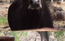 Potret Dimas Banteng Jantan yang Bakal Kawini Lima Betina Taman Nasional Baluran, Bingung saat Pertama Datang ke Situbondo
