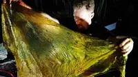 Paus Mati Terdampar di Filipina, Perut Dipenuhi Sampah Plastik 40 Kilogram