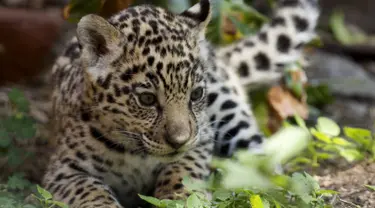 Seekor bayi  macan tutul bermain di Kebun Binatang Quito di Guaylabamba, Ekuador, Minggu (8/11/2015).  Bayi Macan tutul ini merupakan satu dari dua yang baru lahir di kebun bunatang ini. (REUTERS/Guillermo Granja)