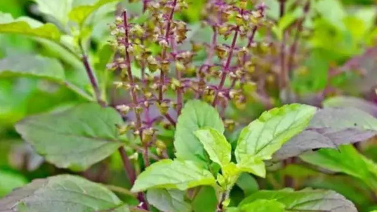 Cara Merebus Daun Tulsi untuk Kontrol Gula Darah hingga Cegah Penyebaran Kanker