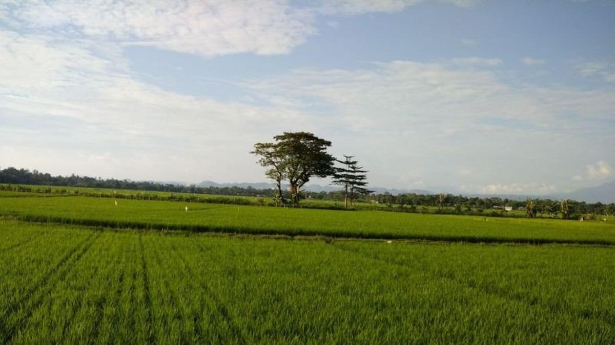 Kabupaten Bone Tetapkan 87,5 Persen Lahan Pertanian Pangan Berkelanjutan, Lampaui Target Nasional - merdeka.com