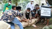 Sapi kurban dari Presiden Jokowi disembelih di Kota Medan, Kamis (22/7/2021)