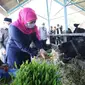 Kunjungan Khofifah ke produksi susu di Pasuruan