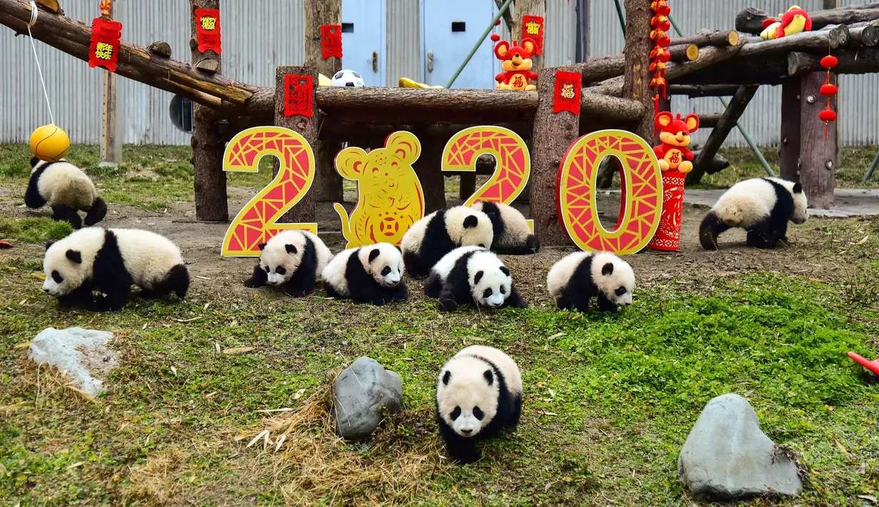 Anak-anak panda yang lahir pada tahun 2019 bermain di dekat dekorasi untuk menyambut Tahun Baru Imlek di tempat perlindungan Shenshuping di Cagar Alam Nasional Wolong, provinsi Sichuan, Jumat (20/1/2020). Imlek 2020 atau tahun baru Cina 2571 jatuh pada 25 Januari mendatang. (STR / AFP)