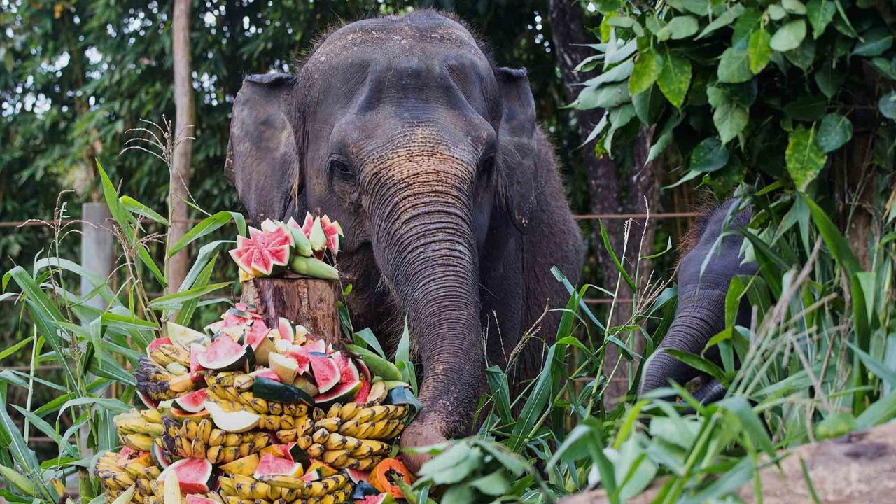 FOTO: Pesta Buah untuk Nurhayati dan Kama di Hari Gajah Sedunia