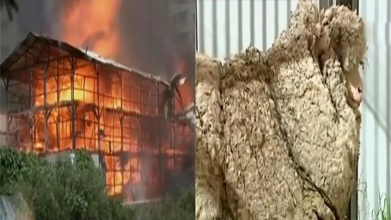 3 Gudang Terbakar hingga Bulu Domba Pecahkan Rekor Dunia