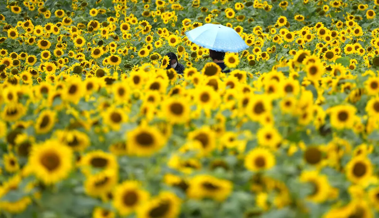 Pengunjung memakai masker sebagai pencegahan virus corona, memegang payung untuk menghindari panas saat berjalan melewati ladang bunga matahari di Paju, Korea Selatan, Kamis (1/7/2021).  (AP Photo/Lee Jin-man)