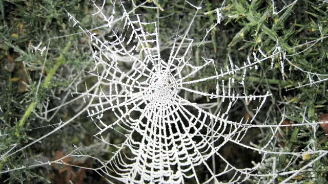 Begini Kisah Laba-laba dan Narkoba *VIDEO