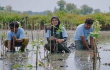 PT Freeport Indonesia Tanam 50 Ribu Mangrove di Gresik, Dukung Pelestarian Ekosistem Pesisir