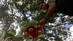 Petani Palestina membuang daun dari buah zaitun yang dipetik selama musim panen di kota Gaza pada 5 Oktober 2019. Musim panen buah zaitun adalah kesempatan untuk memperoleh uang di tengah kondisi hidup dan ekonomi menyedihkan. (AP/Hatem Moussa)