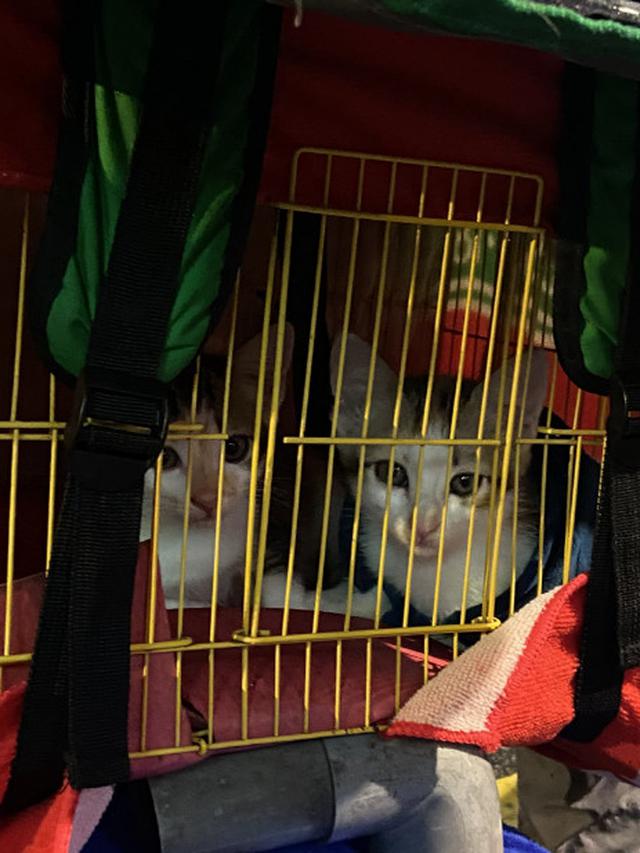 Viral Driver Ojol Bawa Kucing Sambil Bekerja, Netizen: Gemes Banget Sumpah