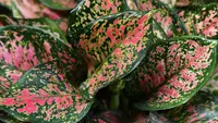 Cara Merawat Aglaonema agar Subur dan Warna Daun Cantik Jelita
