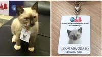 Kucing liar sering masuk ke gedung firma hukukm, akhirnya diangkat jadi karyawan. (Sumber: Boredpanda)