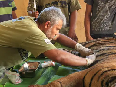 Drh. Anhar Lubis memeriksa kondisi Harimau Sumatera yang terluka akibat terjerat jebakan rusa yang dipasang oleh warga, Mandailing Natal, Sumut, Sabtu (28/11/2015). (Foto:Ori Kakigunung)