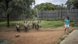 Penjaga Zanré Van Jaarsveld (26) berjalan dengan tiga anak badak di Panti Asuhan Badak di lokasi yang dirahasiakan dekat Mokopane, Provinsi Limpopo, Afrika Selatan, 9 Januari 2021. Panti Asuhan Badak ini tersembunyi dengan hati-hati di semak-semak Provinsi Limpopo. (Michele Spatari/AFP)