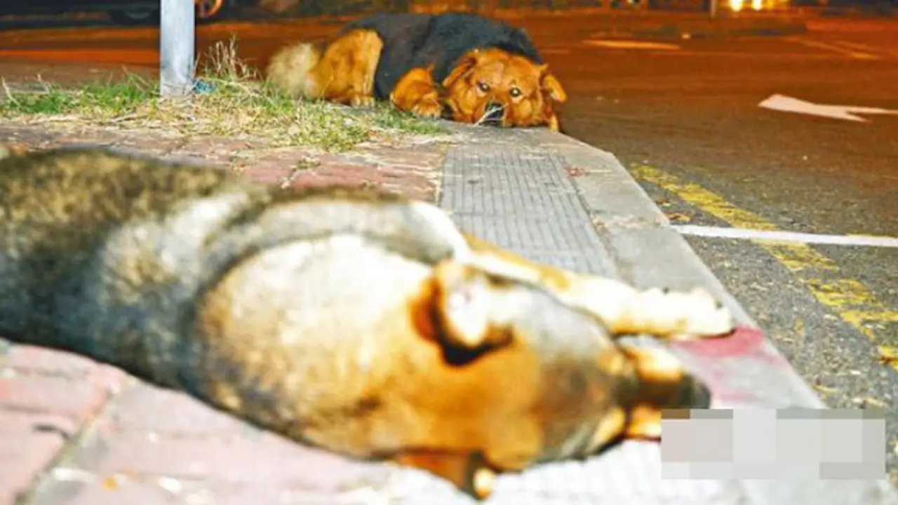Temannya Tewas, Anjing Ini Rela Menunggu Hingga 10 Jam