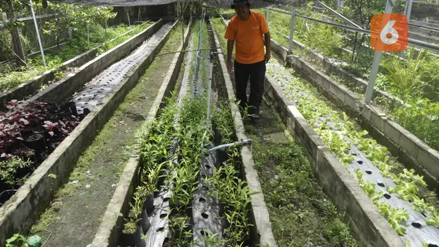 Ilham Ari Wibadi, petani organik asal kabupaten sigi