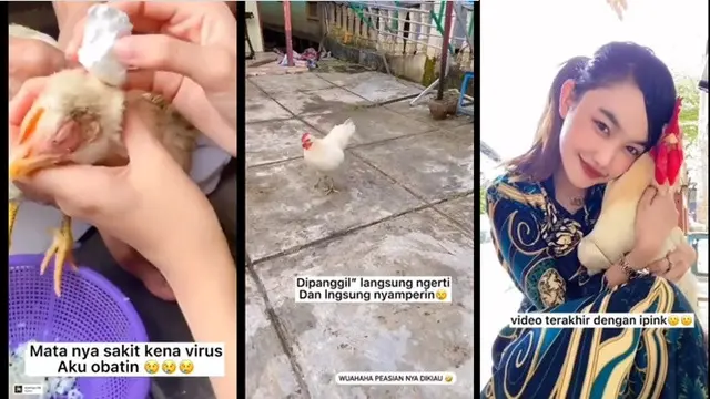 Dirawat dari Kecil, Ayam Kesayangan Wanita Ini Berakhir Jadi Santapan Makanan