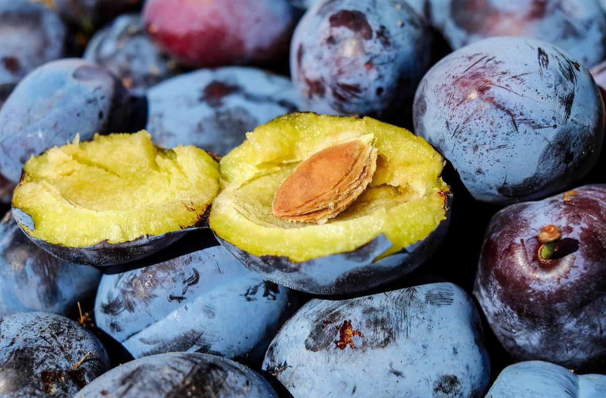 Ilustrasi Buah Prem (Plum)