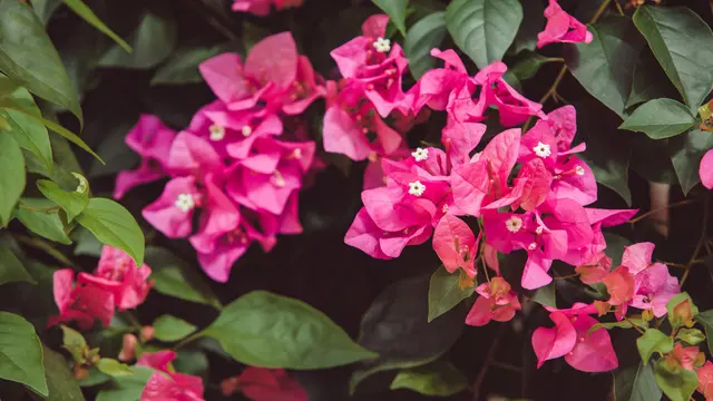 Ilustrasi bunga bugenvil