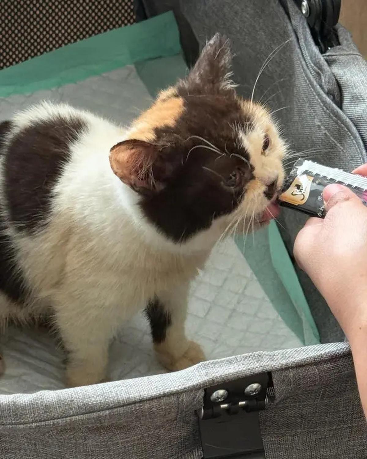 Cerita Sherina Munaf Rescue Kucing Uya Kuya Pasca Penjarahan, Kondisinya Malnutrisi