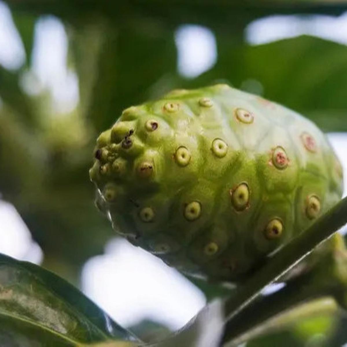 Mengenal Manfaat Buah Mengkudu untuk Menurunkan Kolesterol dan Meningkatkan Kekebalan Tubuh