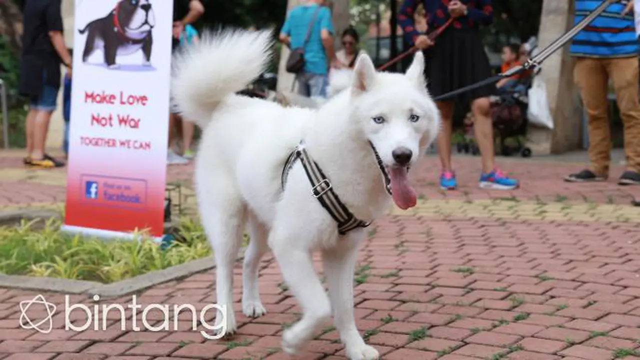 Semua Jenis Anjing Bisa Dilatih Menjadi Anjing Pelacak  