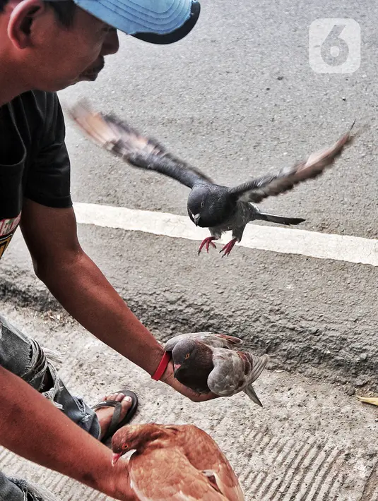 Pembeli memilih burung merpati balap di kawasan Petukangan, Jakarta Selatan, Kamis (21/7/2022). Burung merpati balap yang dijual dengan harga Rp 130 ribu hingga Rp 150 ribu per pasang tersebut banyak digandrungi masyarakat untuk diikutkan dalam kontes balap burung. (Liputan6.com/Angga Yuniar)