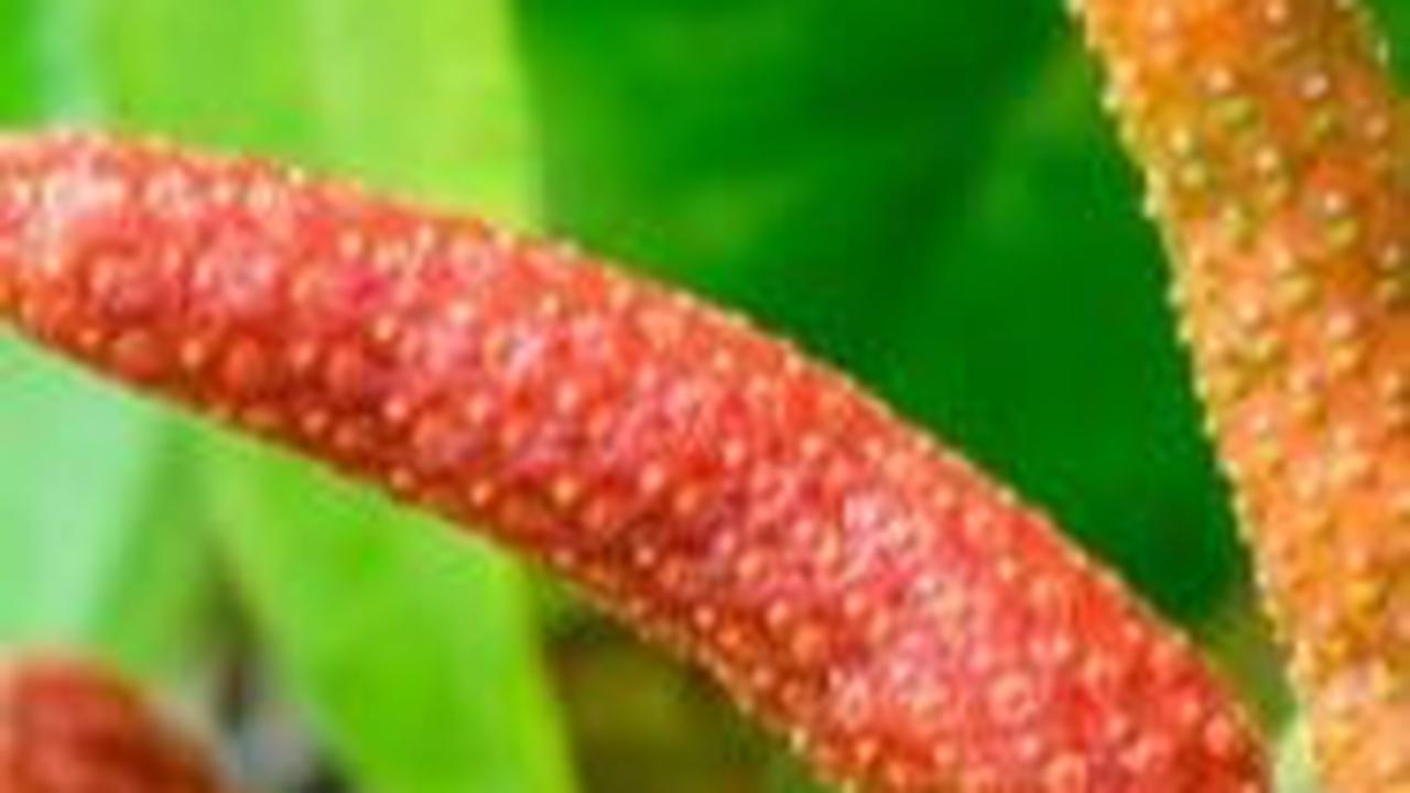 Mengenal Cabai Jawa, Harta Karun Tanaman Obat Indonesia yang sering Digunakan untuk Obat Alami