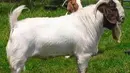 Ciri lain dari kambing yang berkualitas untuk dikurbankan adalah memiliki bulu yang bersih, bahkan mengkilap. Jangan memilih kambing yang terlihat kusam, apalagi bulu yang rontok (Istimewa)