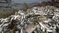  Heboh, Ribuan Ikan di Muara Bengkulu Mendadak Mati 