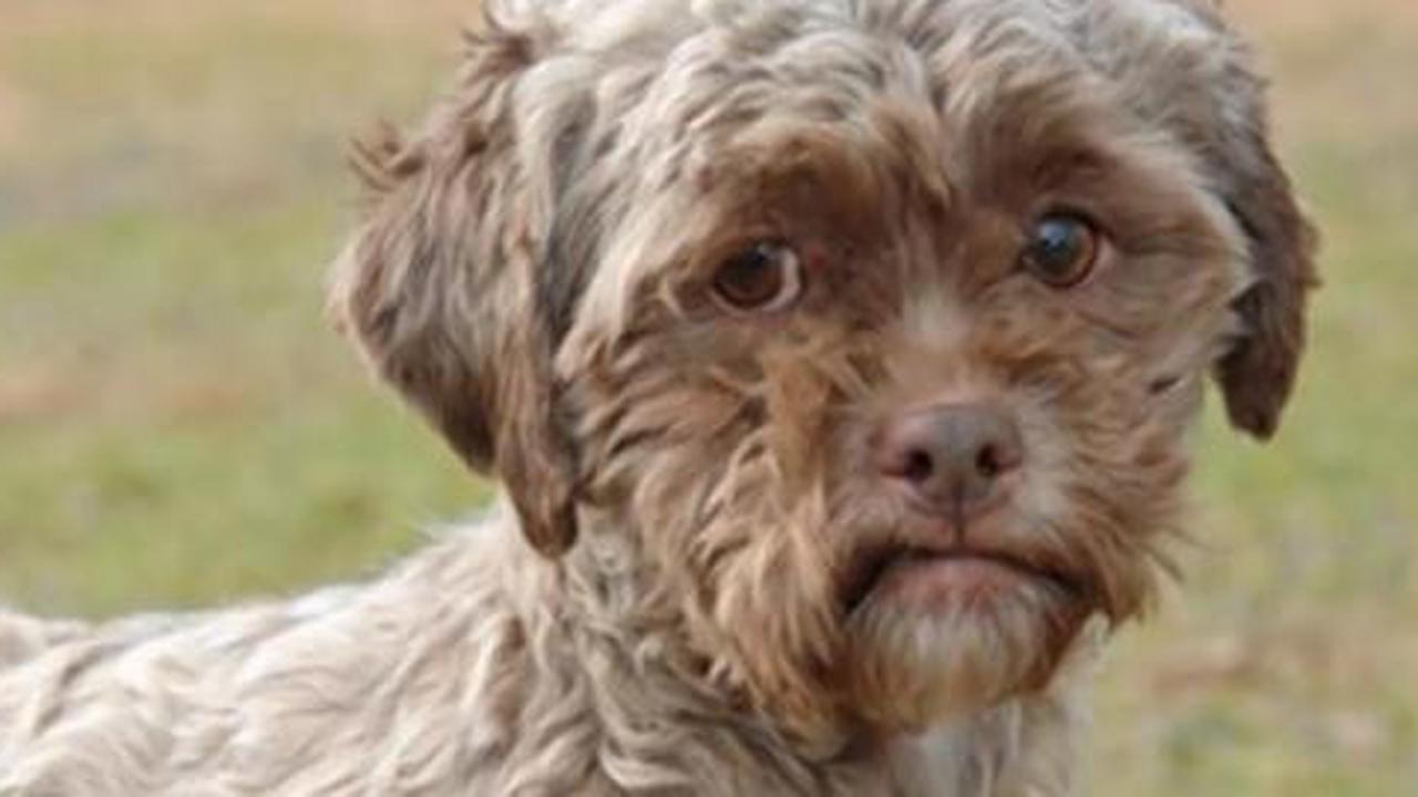 Anjing berwajah manusia hebohkan Amerika