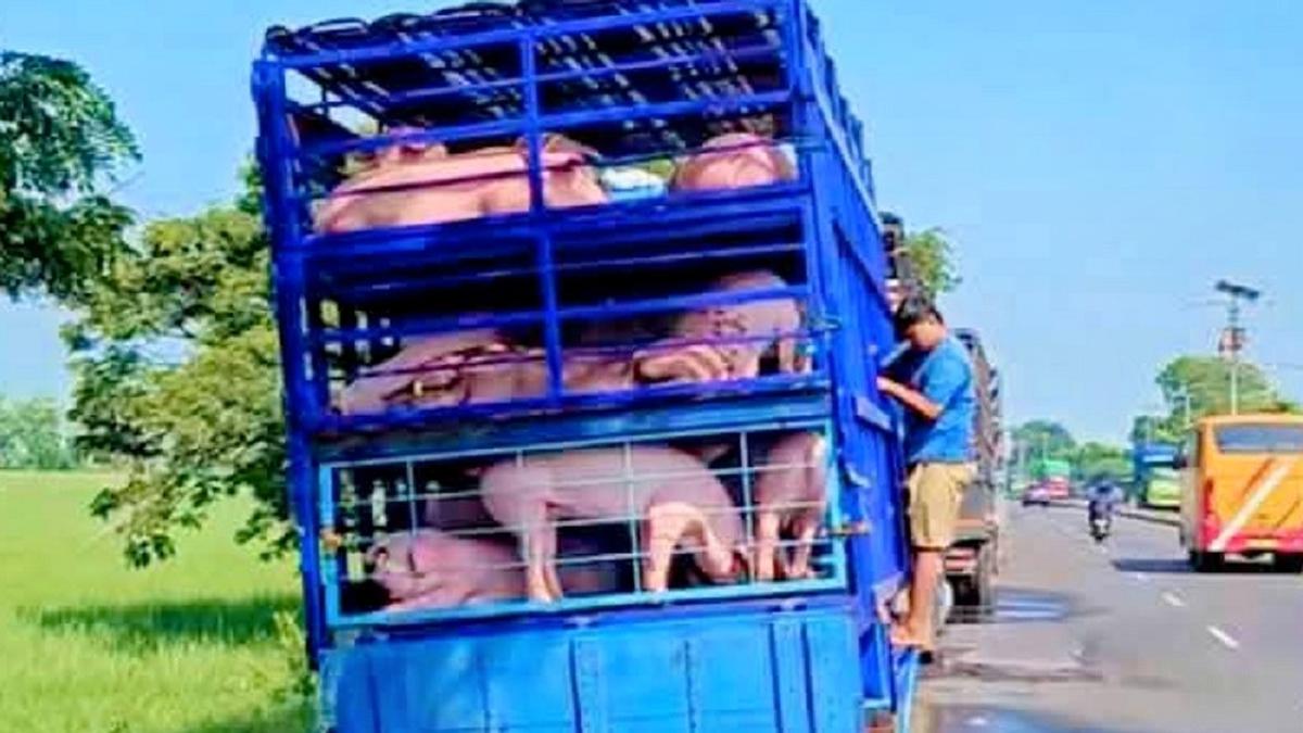 Viral Video Memandikan Babi di Irigasi Sawah, Apakah Airnya jadi Najis?