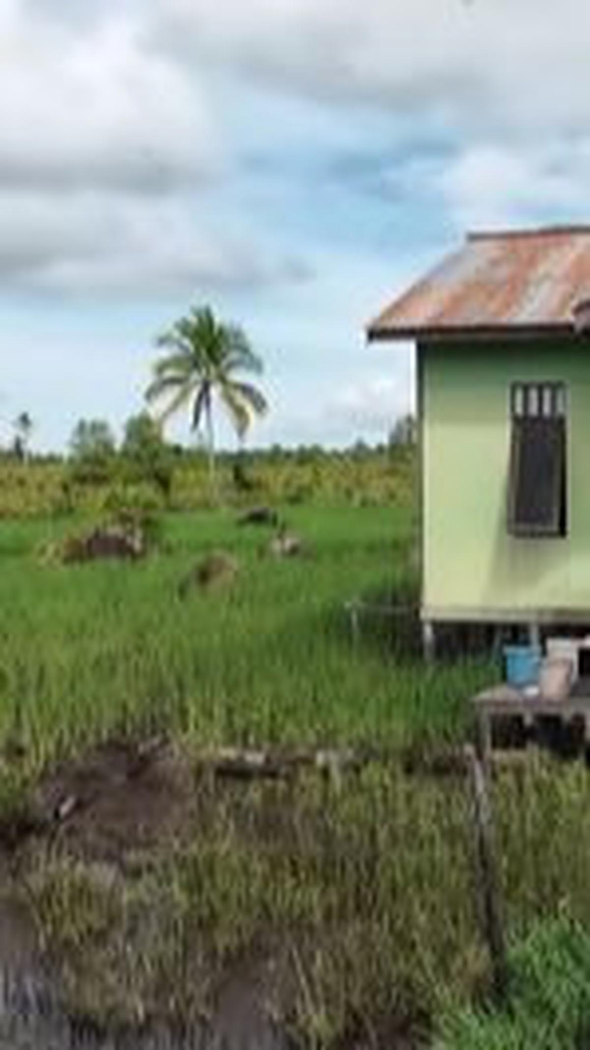 "Ini lahannya Pak Kholid dari Pacitan. Beliau sudah bertahan selama 4 tahun dan berusaha menanam padi," terang sang pemilik video. <br>