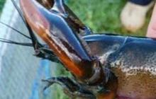 Mencicipi Udang Selingkuh, Lobster Air Tawar dari Papua Hasil Perselingkuhan Udang dan Kepiting