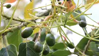 7 Pohon Buah yang Sebaiknya Tidak Ditanam di Depan Rumah, Bisa Berbahaya