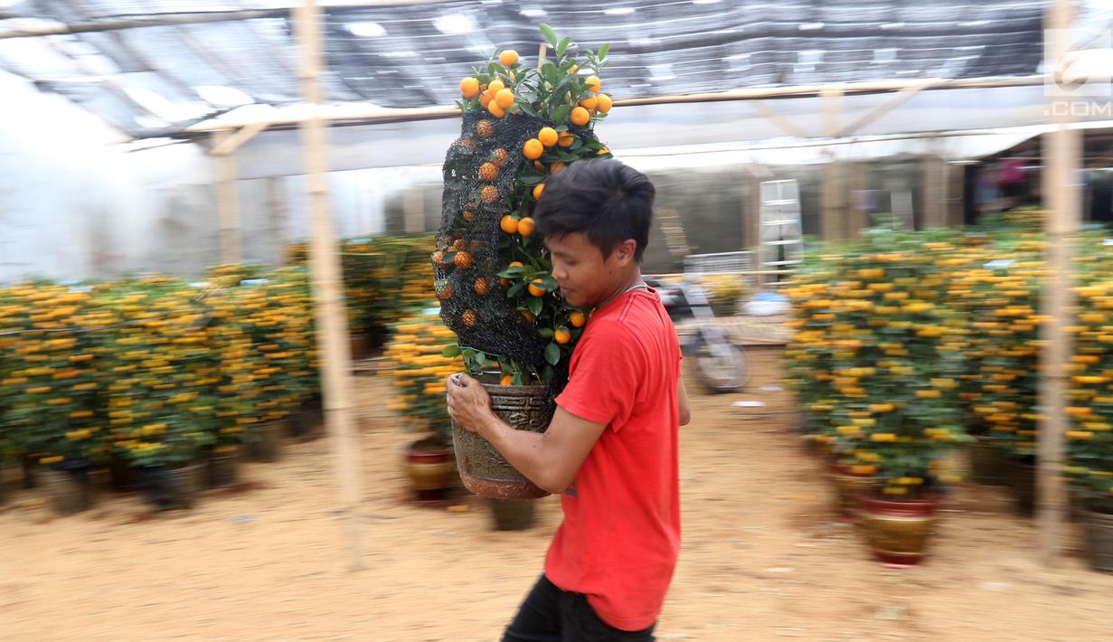 Pekerja menata jeruk kim kit atau jeruk Imlek di Meruya, Jakarta Barat, Sabtu (26/1). Jeruk tersebut sangat diminati oleh warga yang merayakan Imlek karena dipercaya dapat membawa keberuntungan. (Liputan6.com/Angga Yuniar)