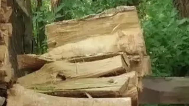 Kucing di Gambar Tumpukan Kayu