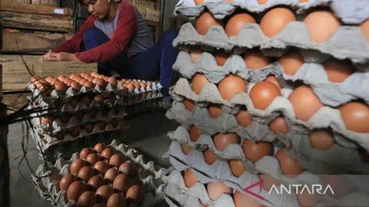Distributor di Babel Tambah 40,9 Ton Pasokan Telur Ayam, Jaga Stabilitas Harga