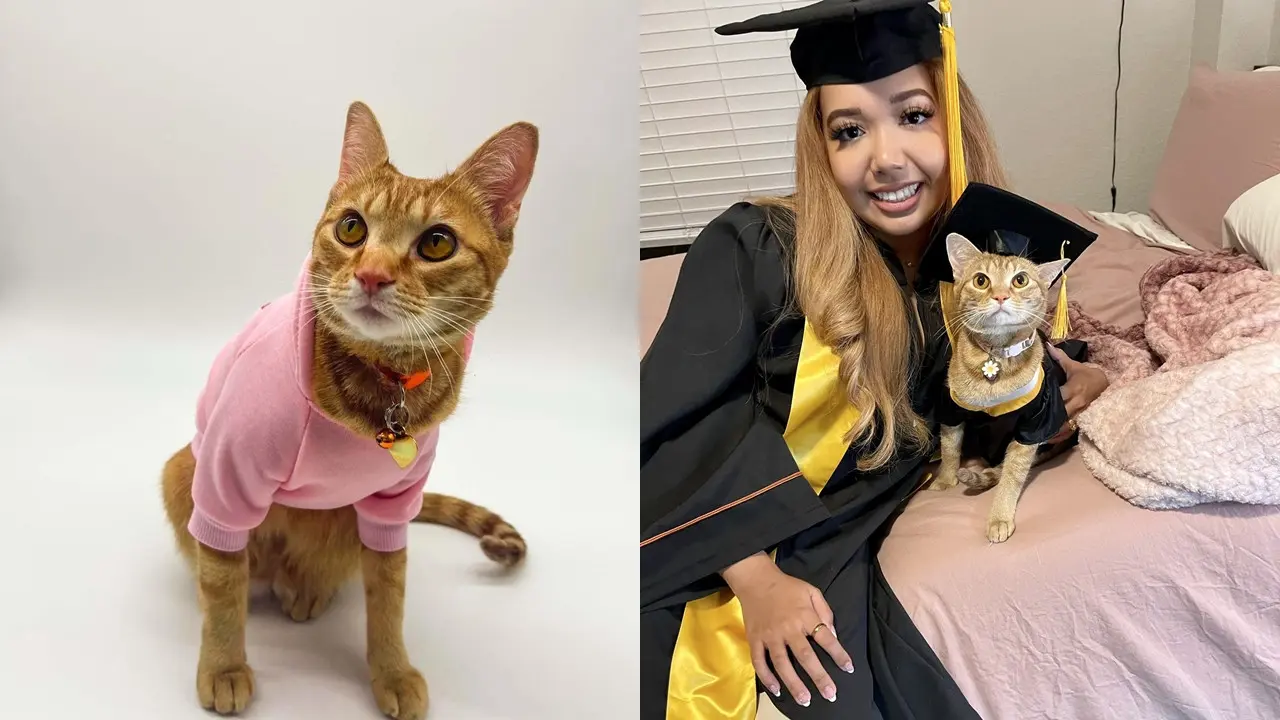 Kucing Wisuda