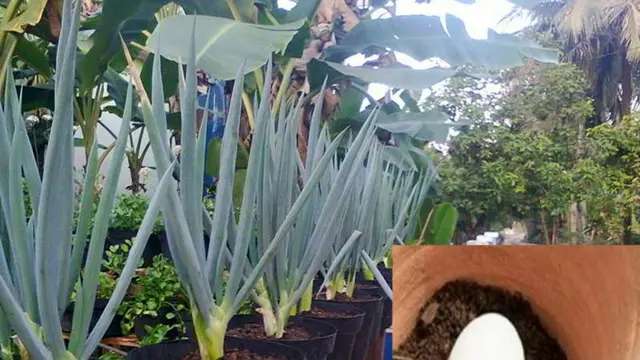 Ingin Tanaman Tumbuh Subur? Coba Metode Tanam Telur