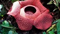 Bunga Rafflesia arnoldii kembali mekar di kawasan hutan lindung Bukit Daun, Kabupaten Kepahiang, Bengkulu. (Liputan6.com/Yuliardi Hardjo Putra)