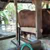 Ragam Hoaks Hewan Kurban di Medsos, dari Daging Lafaz Allah hingga Jagal Tewas
