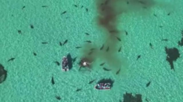 Video Mengerikan 70 Hiu Memangsa Seekor Paus di Laut ...