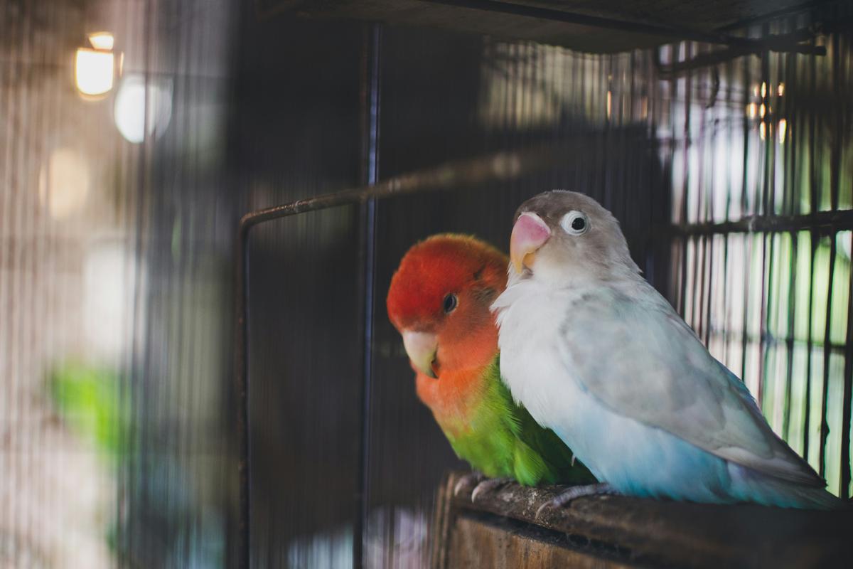 Ilustrasi burung lovebird
