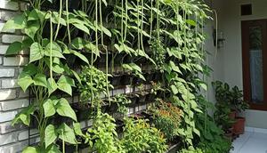 Ilustrasi Kacang Panjang. (Foto: AI)